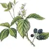 Artikelbild 2 des Artikels “Brombeere, wild “
