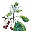 Artikelbild 2 des Artikels “Vogel-Kirsche “