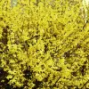 Artikelbild 2 des Artikels “Forsythie, Goldglöckchen “