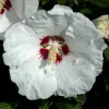 Artikelbild 2 des Artikels “Garten-Eibisch, weiß / rot “