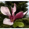 Artikelbild 2 des Artikels “Purpur-Magnolie “