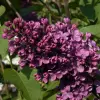 Artikelbild 2 des Artikels “Flieder, purpurrot “