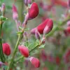 Artikelbild 2 des Artikels “Besen-Ginster, rot “