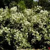 Artikelbild 2 des Artikels “Gartenjasmin 'Schöner Stern', niedrig “