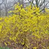 Artikelbild 2 des Artikels “Forsythie “