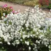 Artikelbild 2 des Artikels “Prunkspiere “