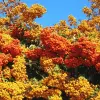 Artikelbild 2 des Artikels “Dicht und Grün, Feuerdorn-Hecke “