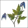 Artikelbild 2 des Artikels “Alpen-Waldrebe, blau “