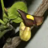 Artikelbild 2 des Artikels “Pfeifenwinde “