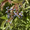 Artikelbild 2 des Artikels “Wilder Engelmanns-Wein “