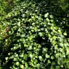 Artikelbild 2 des Artikels “Efeu, großblättrig “