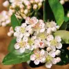 Artikelbild 2 des Artikels “Apfelbeere “
