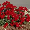 Artikelbild 2 des Artikels “Teichrandrose, blutrot “