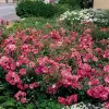 Artikelbild 2 des Artikels “Teichrandrose, pink “