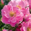 Artikelbild 2 des Artikels “Rose Bienenweide ® Rosa “