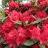 Artikelbild 2 des Artikels “Rhododendron rot “