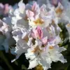 Artikelbild 2 des Artikels “Rhododendron weiß “