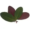 Artikelbild 2 des Artikels “Alpenrose, grün-rot-laubig “