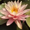 Artikelbild 2 des Artikels “Seerose Pink Grapefruit “