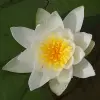 Artikelbild 2 des Artikels “Seerose Hermine “