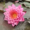 Artikelbild 2 des Artikels “Seerose Tan Khwan “