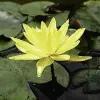 Artikelbild 2 des Artikels “Seerose odorata Sulphurea “