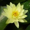Artikelbild 2 des Artikels “Seerose Yellow Sensation “