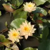Artikelbild 2 des Artikels “Seerose Inner Light “