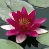 Artikelbild 2 des Artikels “Seerose Laydekeri Fulgens “