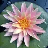 Artikelbild 2 des Artikels “Seerose Sunny Pink “