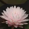 Artikelbild 2 des Artikels “Seerose Gloire de Temple-sur-Lot “
