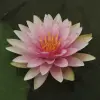 Artikelbild 2 des Artikels “Seerose Hollandia “