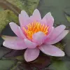 Artikelbild 2 des Artikels “Seerose Mary Patricia “