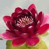 Artikelbild 2 des Artikels “Seerose Black Princess “