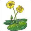 Artikelbild 2 des Artikels “Teichrose “