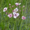 Artikelbild 2 des Artikels “Schwanenblume “