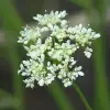 Artikelbild 2 des Artikels “Wasser-Fenchel “
