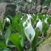 Artikelbild 2 des Artikels “Scheincalla, weiß “