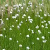 Artikelbild 2 des Artikels “Scheidenblättriges Wollgras “