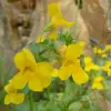 Artikelbild 2 des Artikels “Gauklerblume, gelb “
