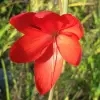 Artikelbild 2 des Artikels “Sumpfgladiole, Spaltgriffel, rot “