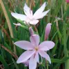 Artikelbild 2 des Artikels “Sumpfgladiole, Spaltgriffel, weiß “