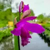 Artikelbild 2 des Artikels “Japanorchidee, tiefrosa “