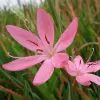 Artikelbild 2 des Artikels “Sumpfgladiole, Spaltgriffel, rosa “