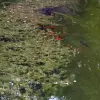 Artikelbild 2 des Artikels “Unterwasser-Pflanzen-Sortiment 100 Portionen für ca. 100 m²“