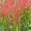Artikelbild 3 des Artikels “Japanisches Blutgras “
