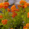 Artikelbild 3 des Artikels “Seidenblume “