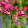 Artikelbild 3 des Artikels “Sterndolde, rosa “