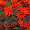Artikelbild 3 des Artikels “Lichtnelke, orange “