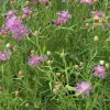 Artikelbild 3 des Artikels “Wiesen-Flockenblume “